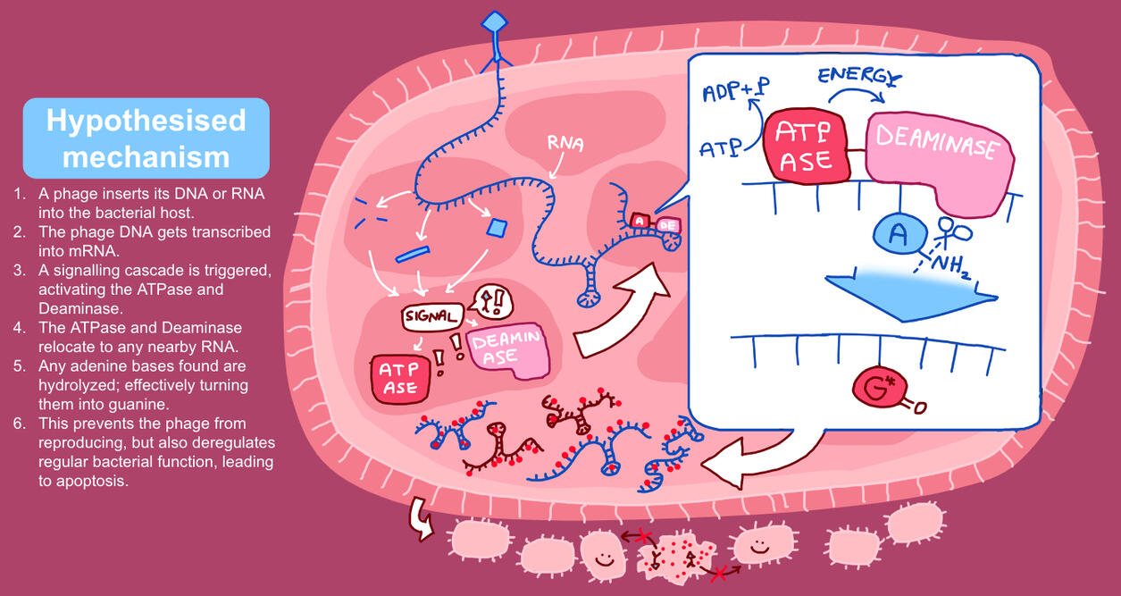 A bacterial defence response against a viral infection.