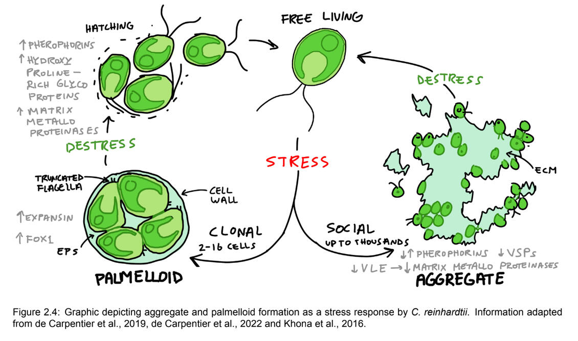 For my bachelor thesis on stress in Chlamydomonas reinhardtii