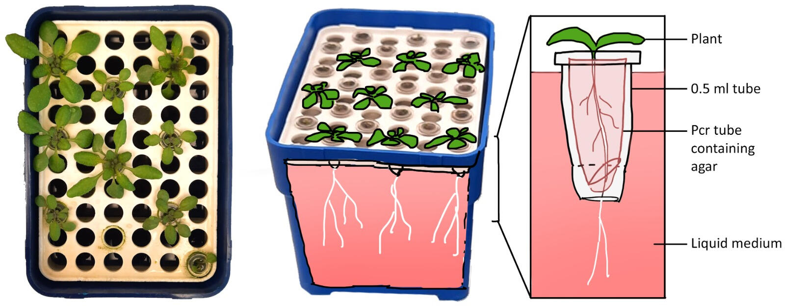 Photo overlay to explain the hydroponics setup I used during my master thesis project.