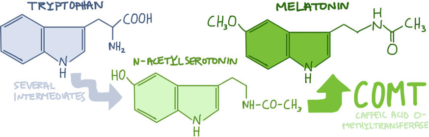 For a pre-master course project presentation. Adapted from: Back, K. (2021). Melatonin metabolism, signaling and possible roles in plants. The Plant Journal, 105(2), 376–391. https://doi.org/10.1111/tpj.14915
