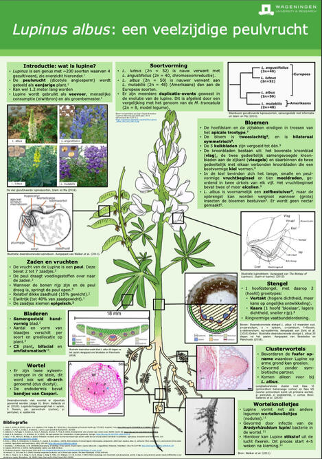 Pre-master course project that included creating an educational poster on a certain crop species, in this case Lupinus albus. I designed the general layout of the poster and created the illustration of the lupine plant.